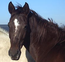 konik