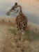 žirafa se fotí