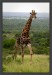 žirafka