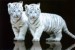 tygříci bílí jsou chráněni
